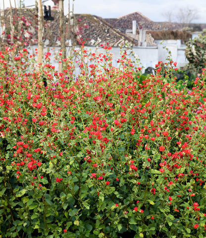 Sphaeralcea - Newleaze Coral Annie's Annuals Annie's Annuals and Perennials