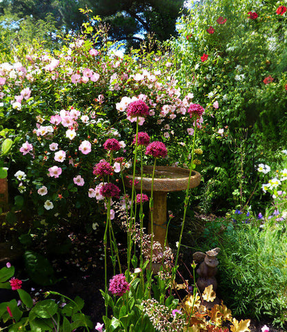 Silene asterias - Cherry Drumsticks Annie's Annuals Annie's Annuals and Perennials