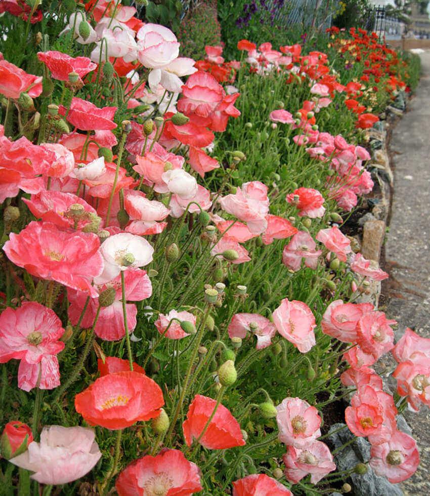 Papaver rhoeas - Falling In Love Annie's Annuals Annie's Annuals and Perennials