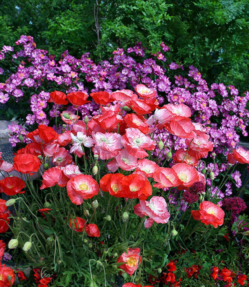 Papaver rhoeas - Falling In Love Annie's Annuals Annie's Annuals and Perennials