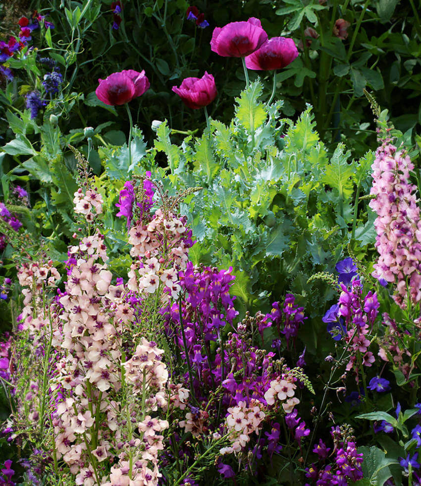 Papaver Hybridum - Lauren's Grape Annie's Annuals Annie's Annuals and Perennials