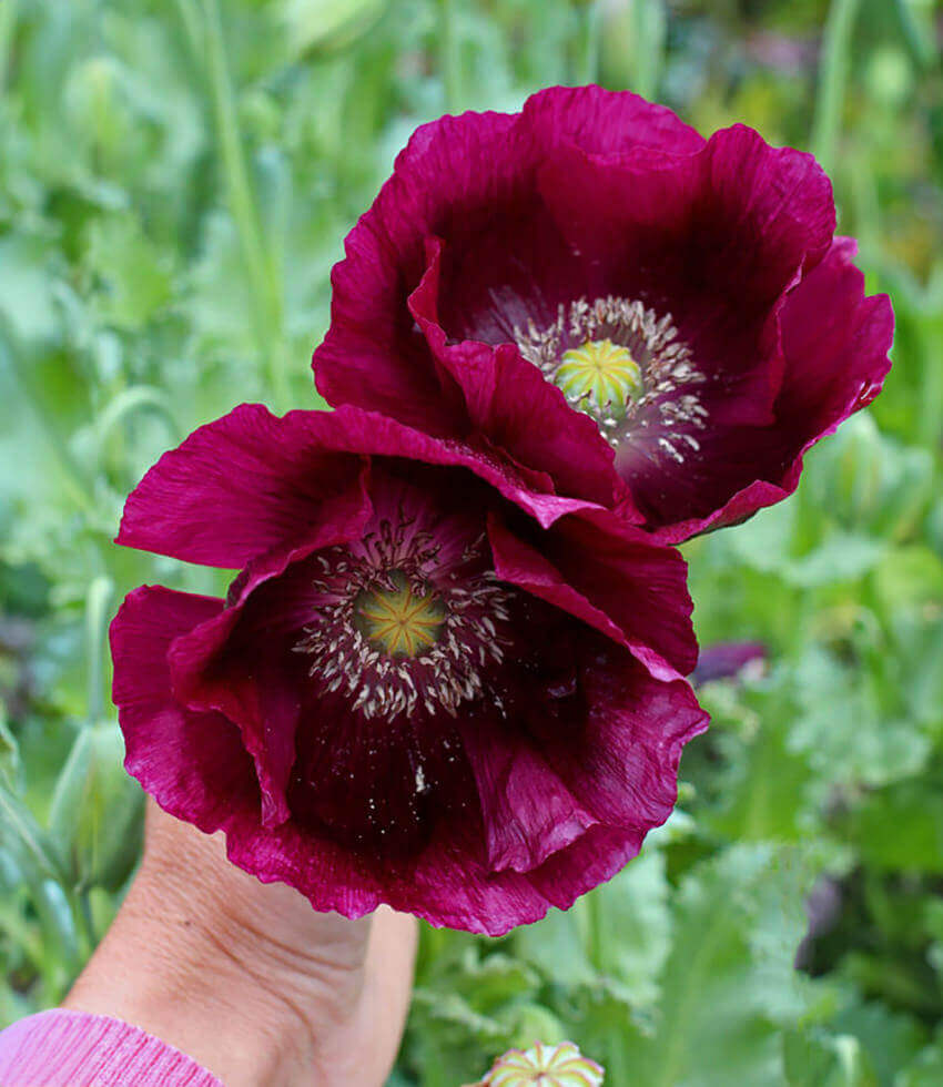Papaver Hybridum - Lauren's Grape Annie's Annuals Annie's Annuals and Perennials