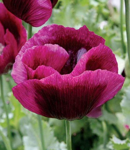 Papaver Hybridum - Lauren's Grape Annie's Annuals Annie's Annuals and Perennials