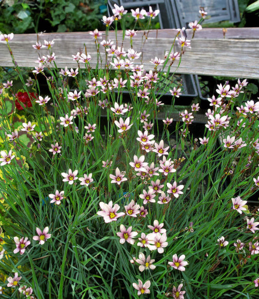 Sisyrinchium - Quaint And Queer Annie's Annuals Annie's Annuals and Perennials