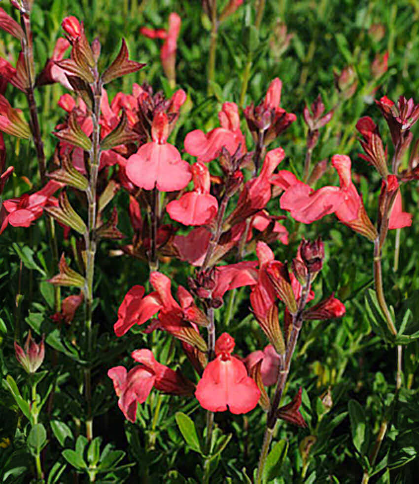 Salvia greggii - Tangerine Annie's Annuals Annie's Annuals and Perennials