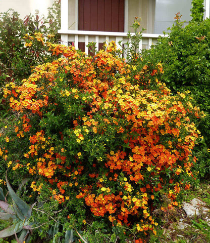 Streptosolen jamesonii - Marmalade Bush Annie's Annuals Annie's Annuals and Perennials