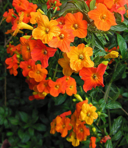 Streptosolen jamesonii - Marmalade Bush Annie's Annuals Annie's Annuals and Perennials