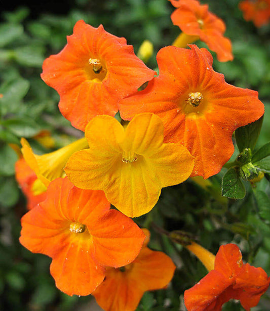 Streptosolen jamesonii - Marmalade Bush Annie's Annuals Annie's Annuals and Perennials