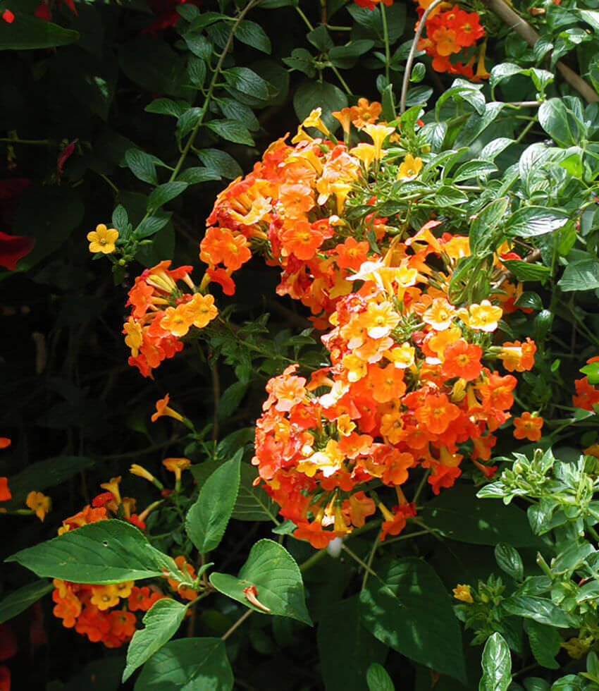 Streptosolen jamesonii - Marmalade Bush Annie's Annuals Annie's Annuals and Perennials