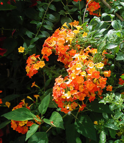 Streptosolen jamesonii - Marmalade Bush Annie's Annuals Annie's Annuals and Perennials