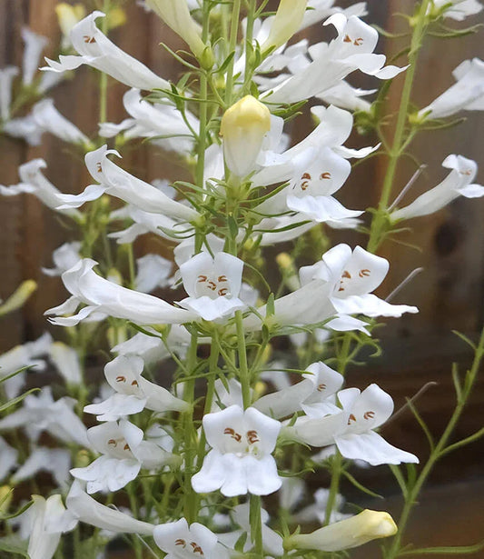 Penstemon heterophyllus - GMR White