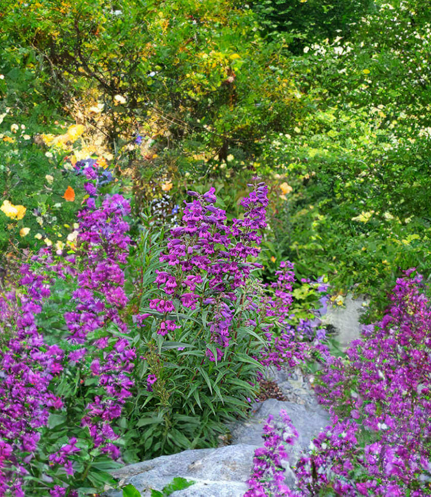 Penstemon X Gloxinioides - Midnight Annie's Annuals Annie's Annuals and Perennials