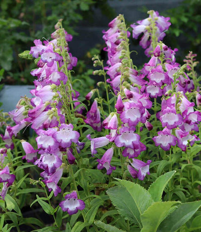 Penstemon x gloxinioides - Violet Kissed Annie's Annuals Annie's Annuals and Perennials