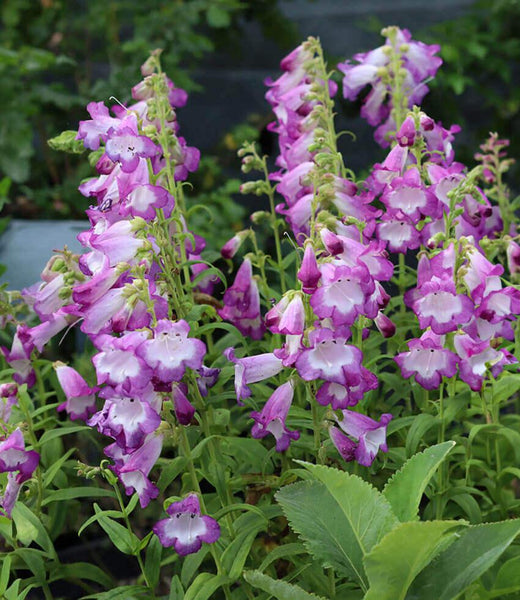 ホルミシス GrantEOnes Penstemon x gloxinioides 'Violet Kissed' | Beard Tongue Perennial