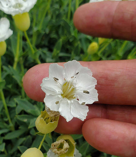 Silene maritima - Ice Cups Annie's Annuals Annie's Annuals and Perennials
