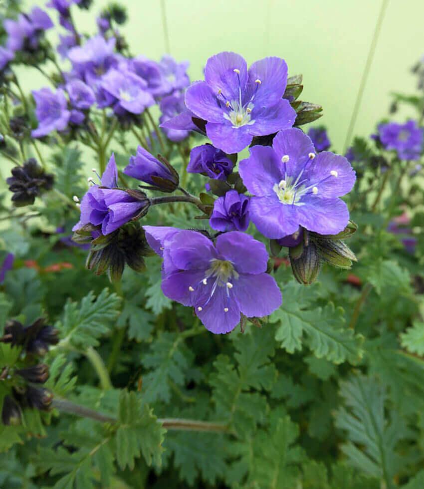 Phacelia ciliata