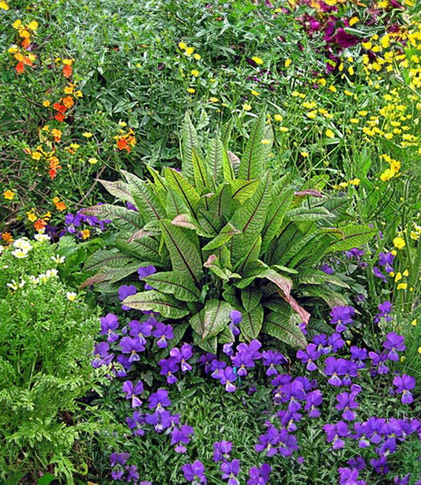 Rumex sanguineus ssp. sanguineus - Red-veined Dock Annie's Annuals Annie's Annuals and Perennials