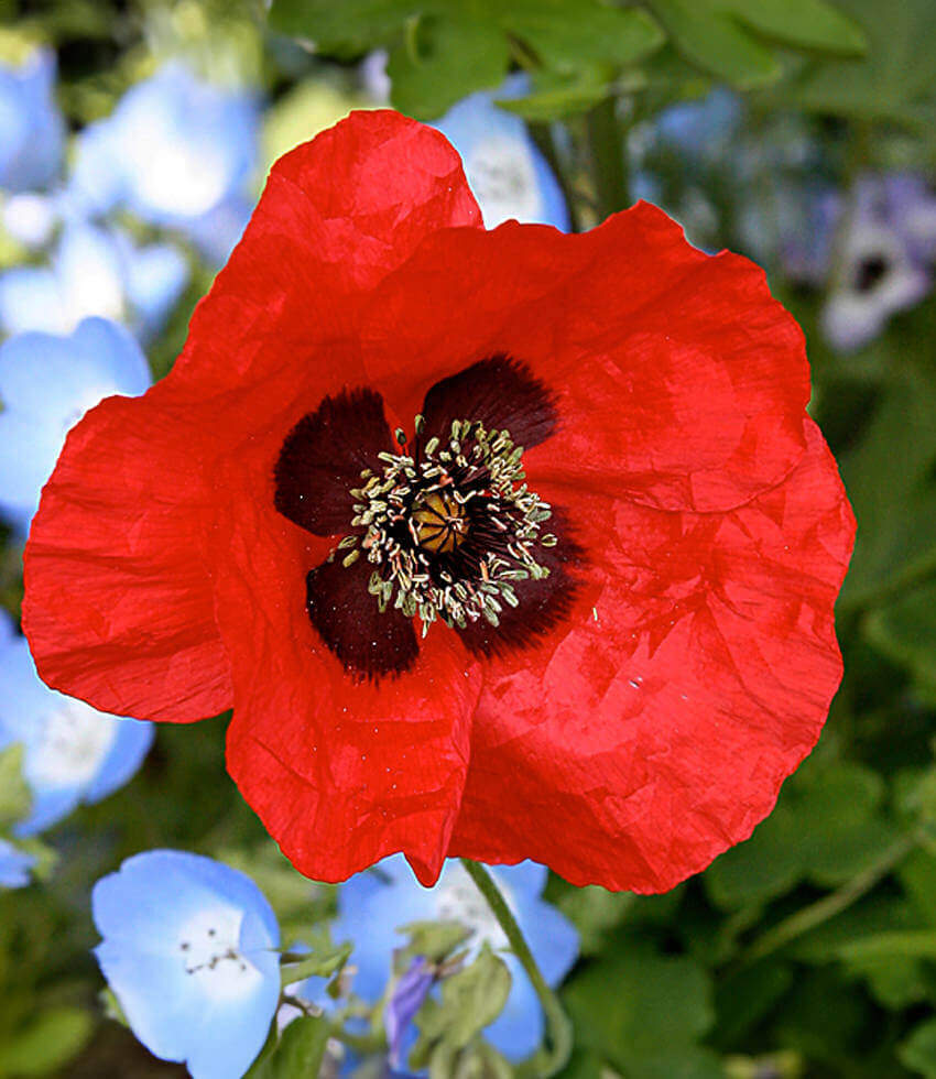 Papaver species - Greek Poppy Annie's Annuals Annie's Annuals and Perennials