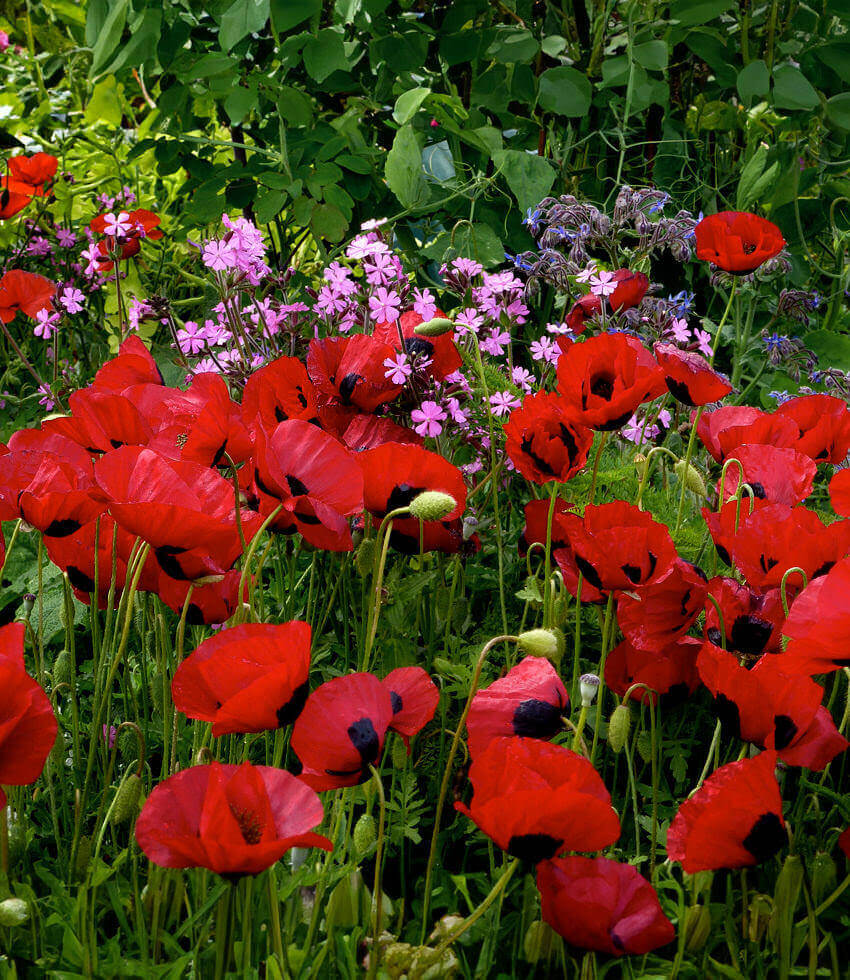 Papaver species - Greek Poppy Annie's Annuals Annie's Annuals and Perennials