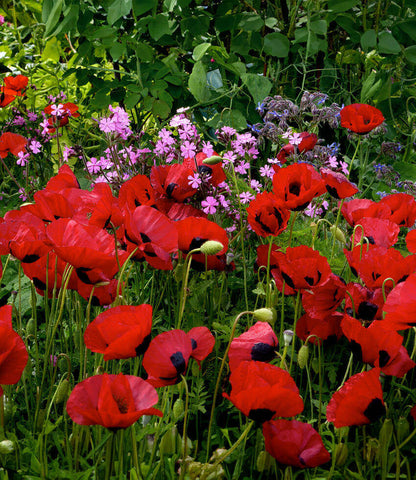 Papaver species - Greek Poppy Annie's Annuals Annie's Annuals and Perennials