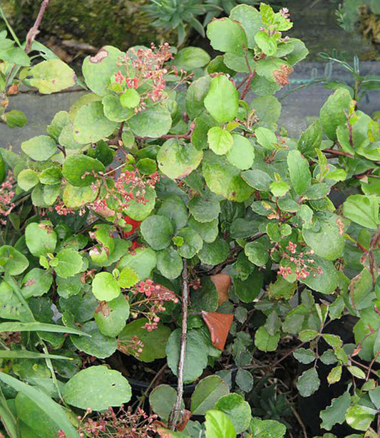 Ribes viburnifolium Annie's Annuals Annie's Annuals and Perennials