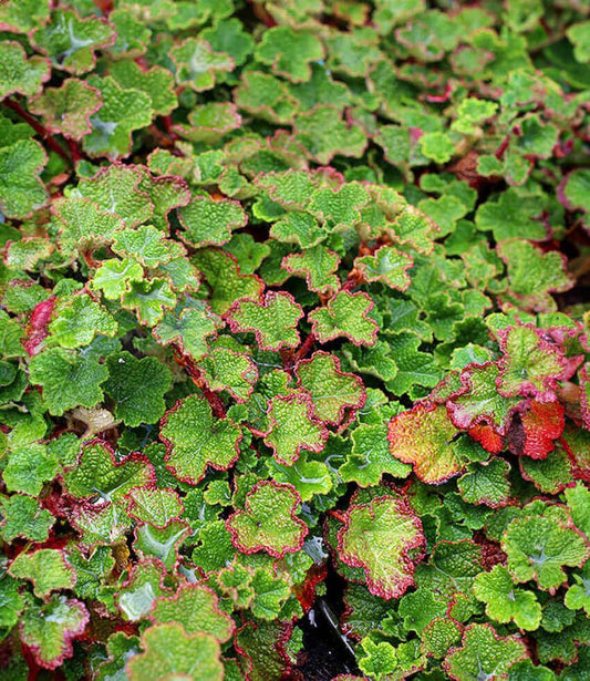 Rubus calycinoides - Creeping Bramble