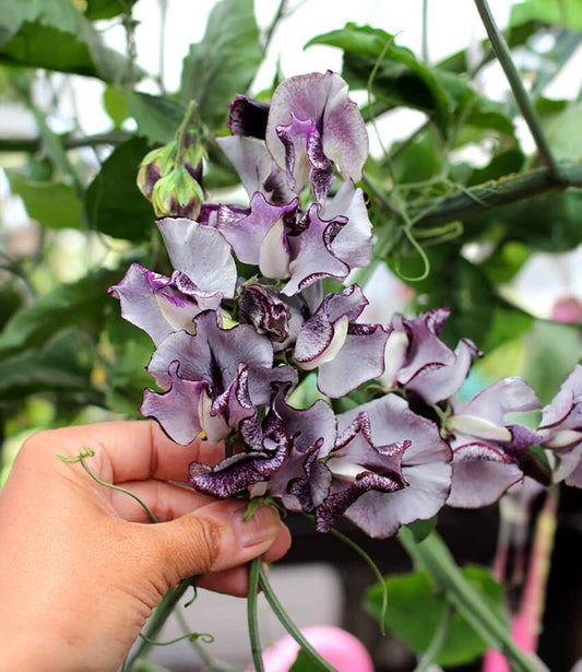Lathyrus odoratus - Nimbus Annie's Annuals Annie's Annuals and Perennials