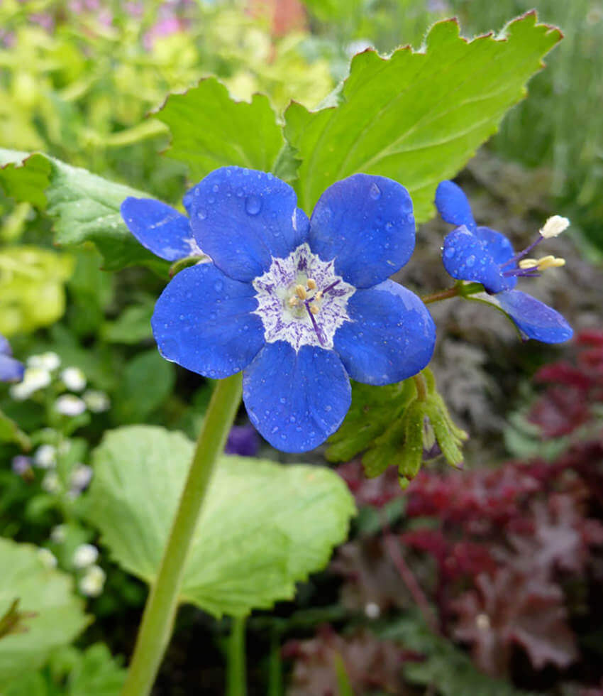 Cel.※最近開花※fiaccida Phacelia Viscida – Annie's Annuals & Perennials