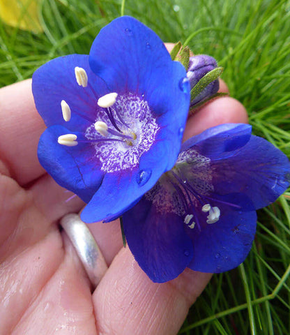 Phacelia viscida Annie's Annuals Annie's Annuals and Perennials