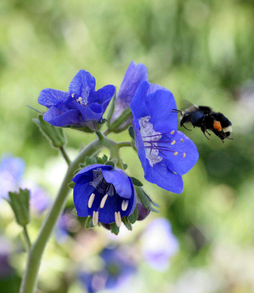 Phacelia viscida Annie's Annuals Annie's Annuals and Perennials