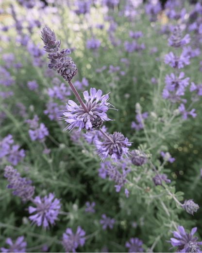 Salvia - Allen Chickering