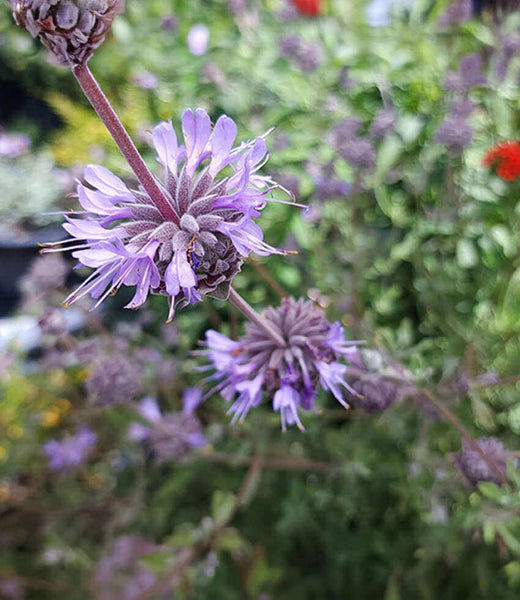 Salvia　計28枚 Salvia 'Allen Chickering' | California Native Sage | Annie's