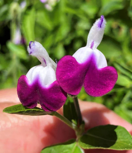 Salvia - Amethyst Lips Annie's Annuals Annie's Annuals and Perennials