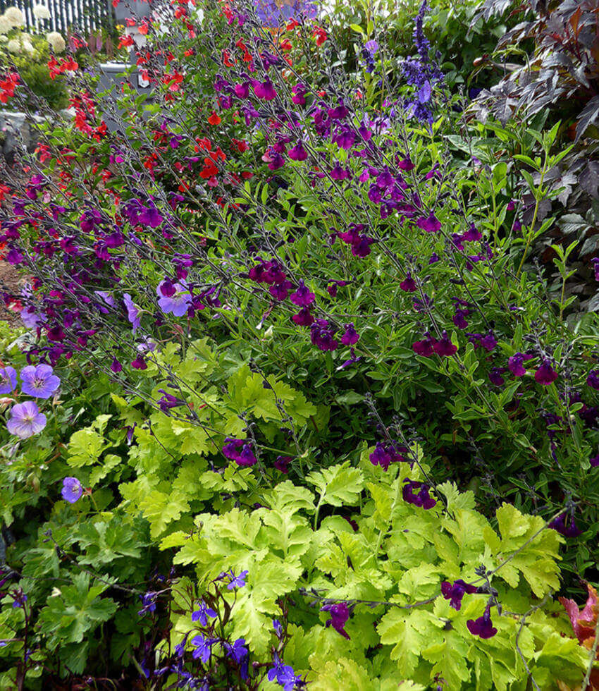 Salvia X Jamensis - Nachtvlinder Annie's Annuals Annie's Annuals and Perennials