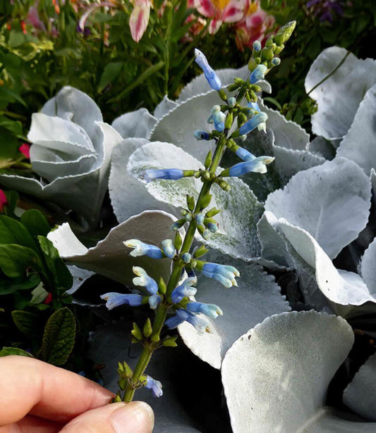 Salvia bullulata - Pale Form