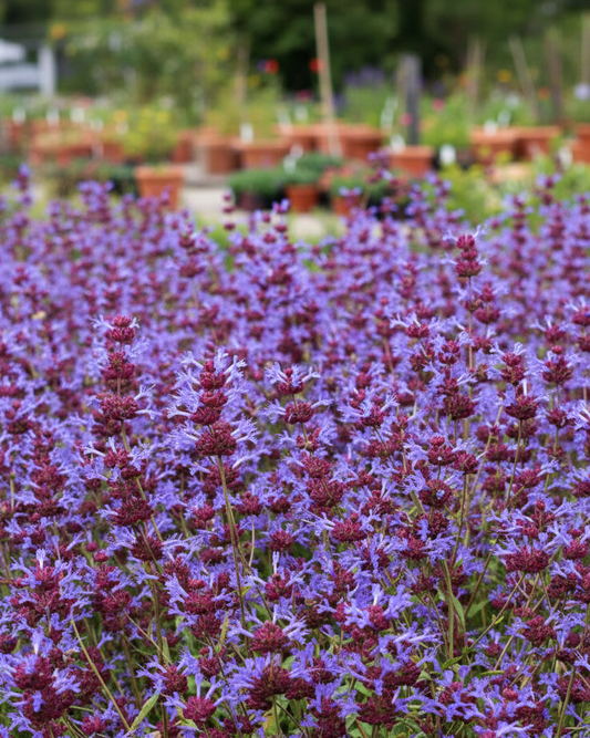 Salvia 