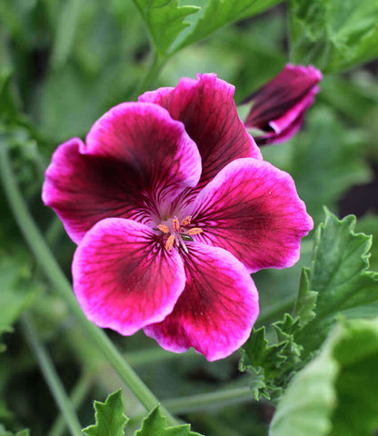 Pelargonium - Cherries Jubilee Annie's Annuals Annie's Annuals and Perennials