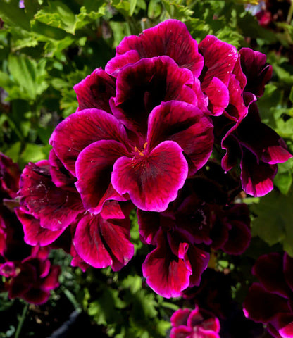 Pelargonium - Cherries Jubilee Annie's Annuals Annie's Annuals and Perennials