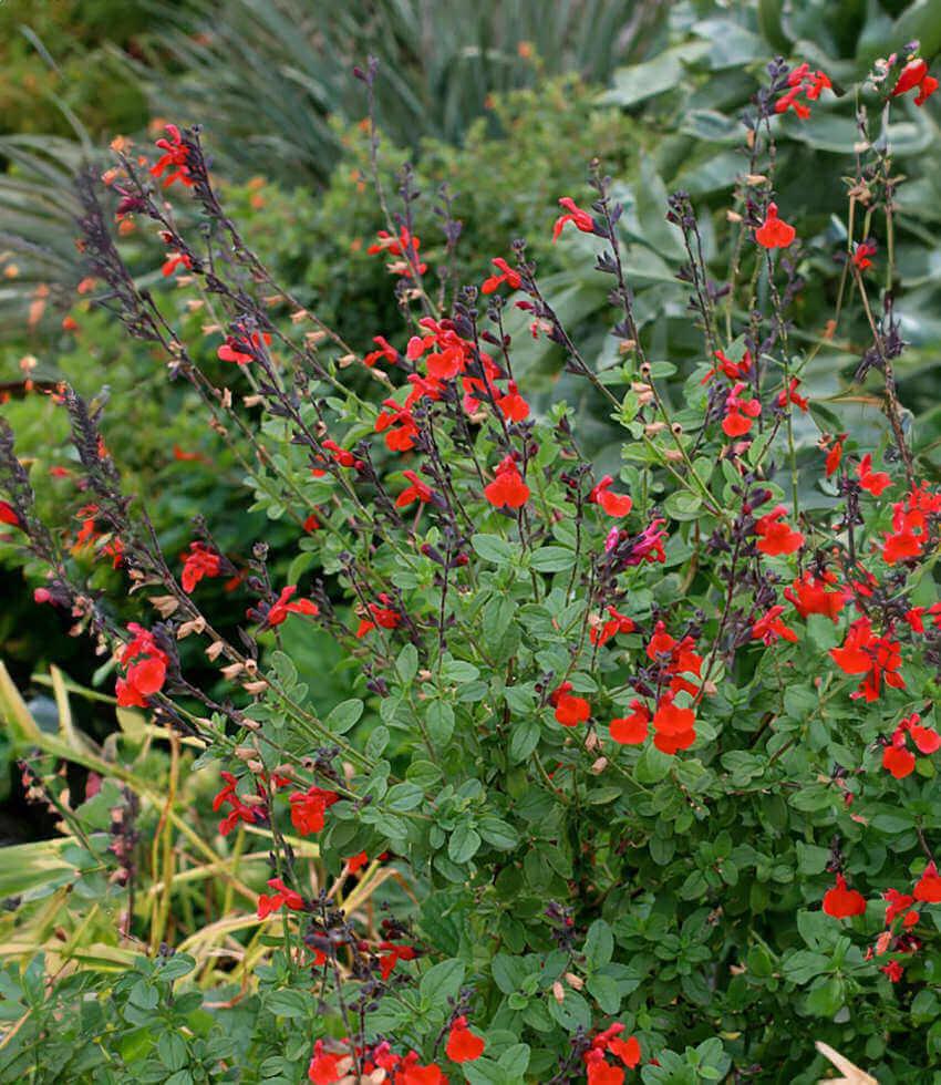 Annie's Annuals & Perennials Salvia greggii - Thumbnail 2