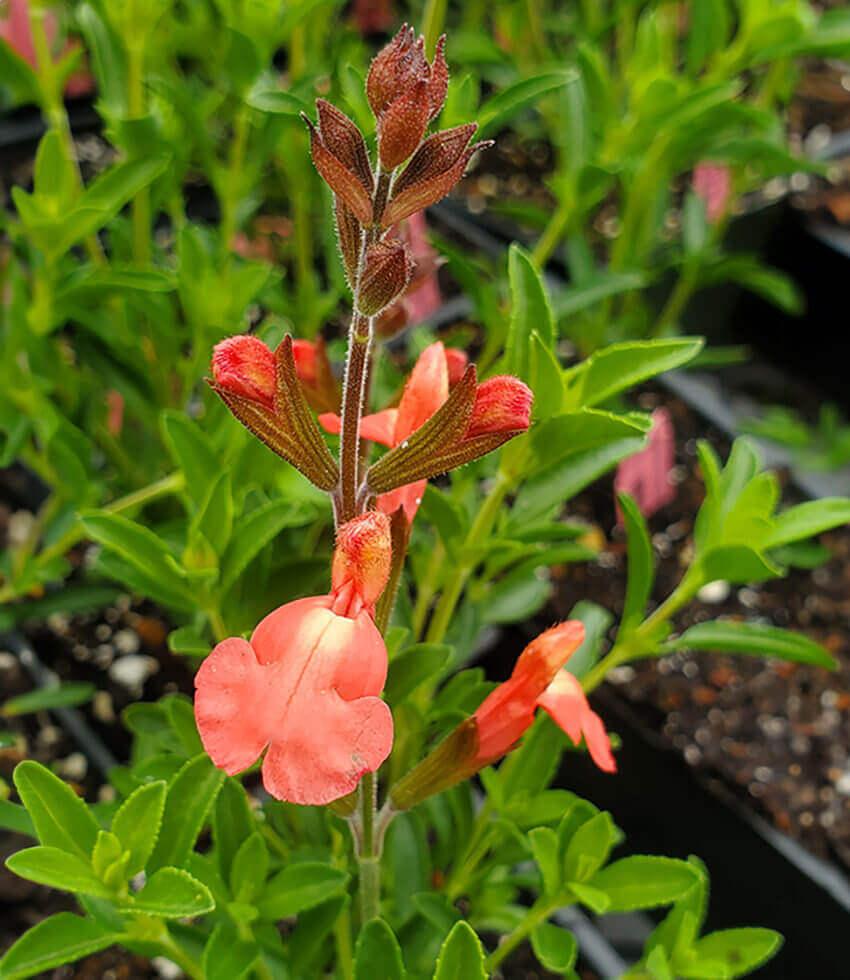 Salvia greggii - Tangerine