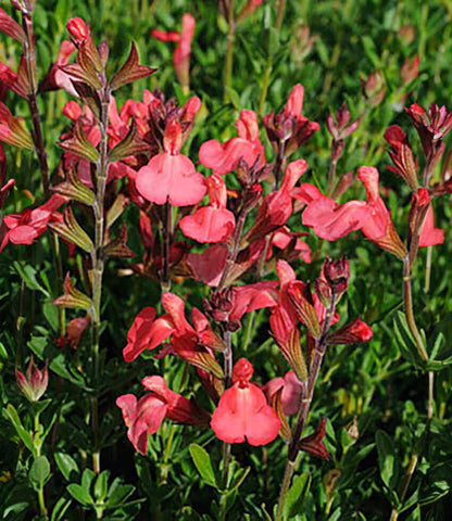 Salvia greggii - Tangerine