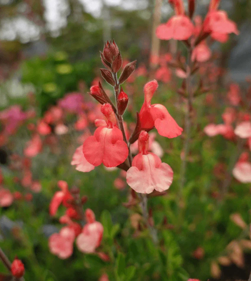 Salvia greggii - Tangerine