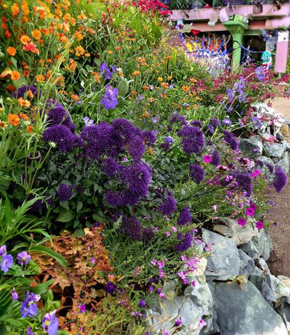 Trachelium caeruleum - Hamer Pandora Annie's Annuals Annie's Annuals and Perennials