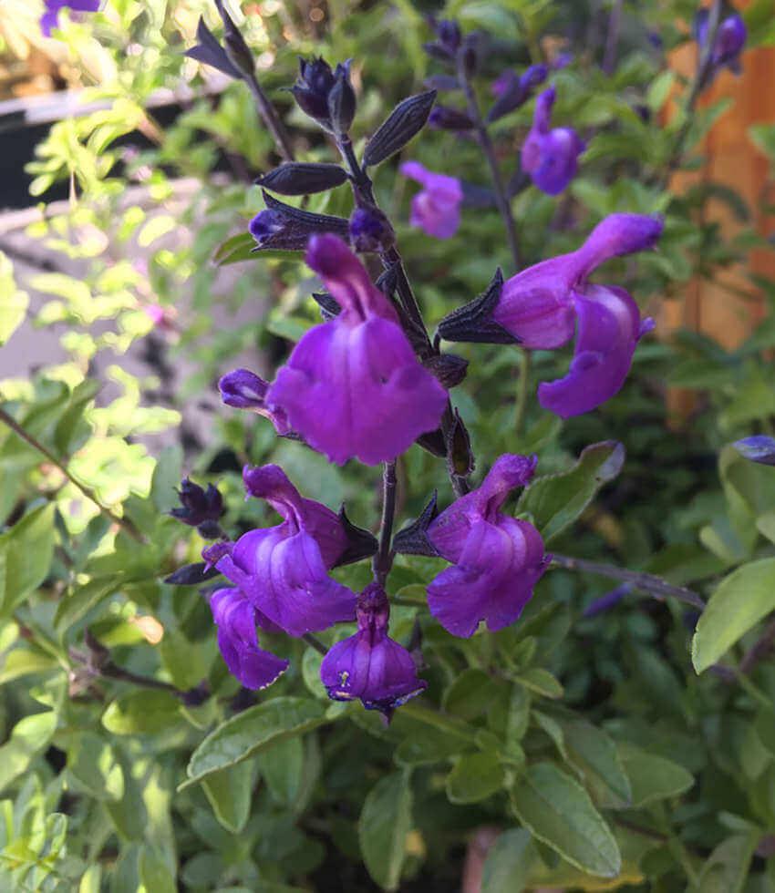 Salvia microphylla - Mes Azur Annie's Annuals Annie's Annuals and Perennials
