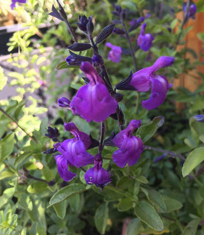 Salvia microphylla - Mes Azur Annie's Annuals Annie's Annuals and Perennials