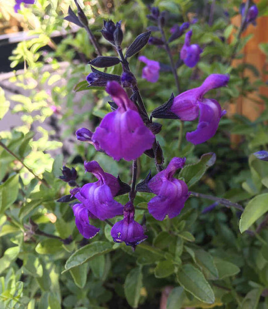 Salvia microphylla - Mes Azur Annie's Annuals Annie's Annuals and Perennials
