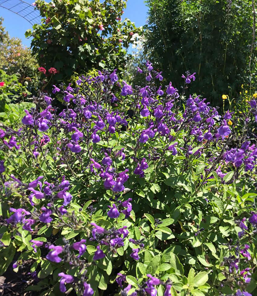 Salvia microphylla - Mes Azur Annie's Annuals Annie's Annuals and Perennials