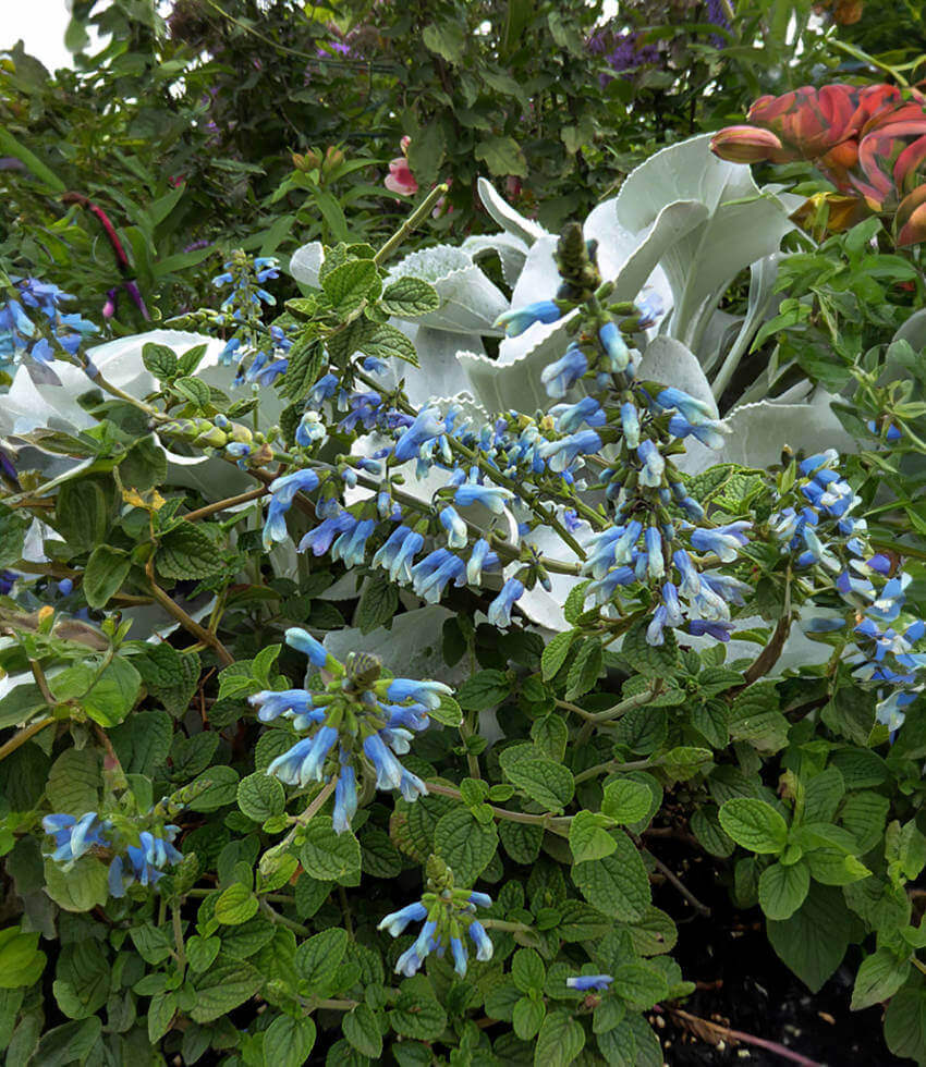 Salvia bullulata - Pale Form Annie's Annuals Annie's Annuals and Perennials