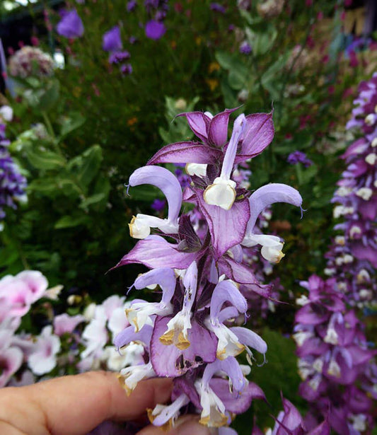 Salvia sclarea - Piemont Annie's Annuals Annie's Annuals and Perennials