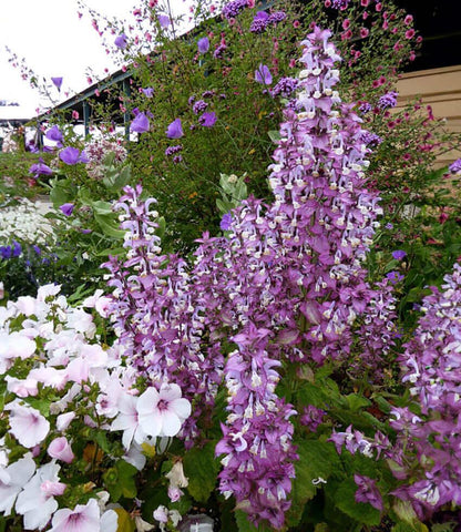 Salvia sclarea - Piemont Annie's Annuals Annie's Annuals and Perennials